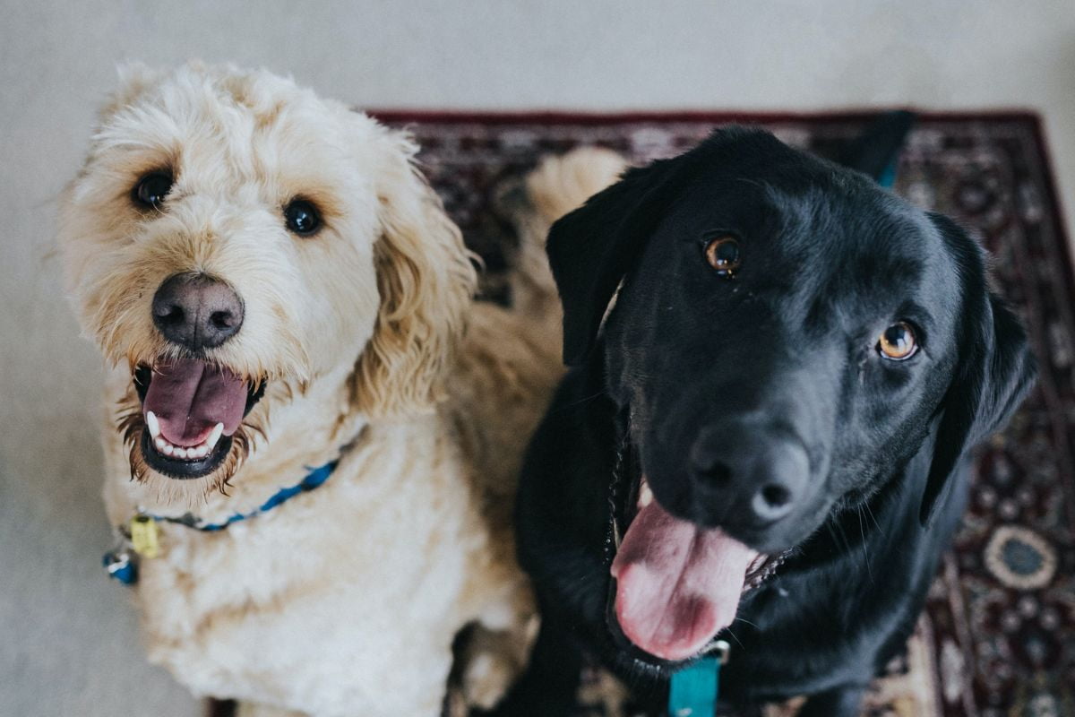 A black dog and a white dog with their tongues out looking at the camera