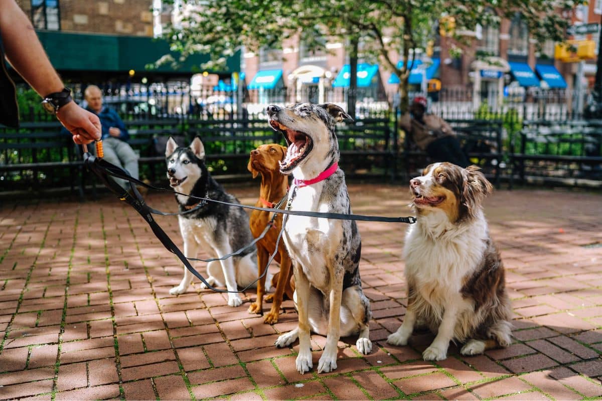 Four dogs on leashes with a dog walker in the park