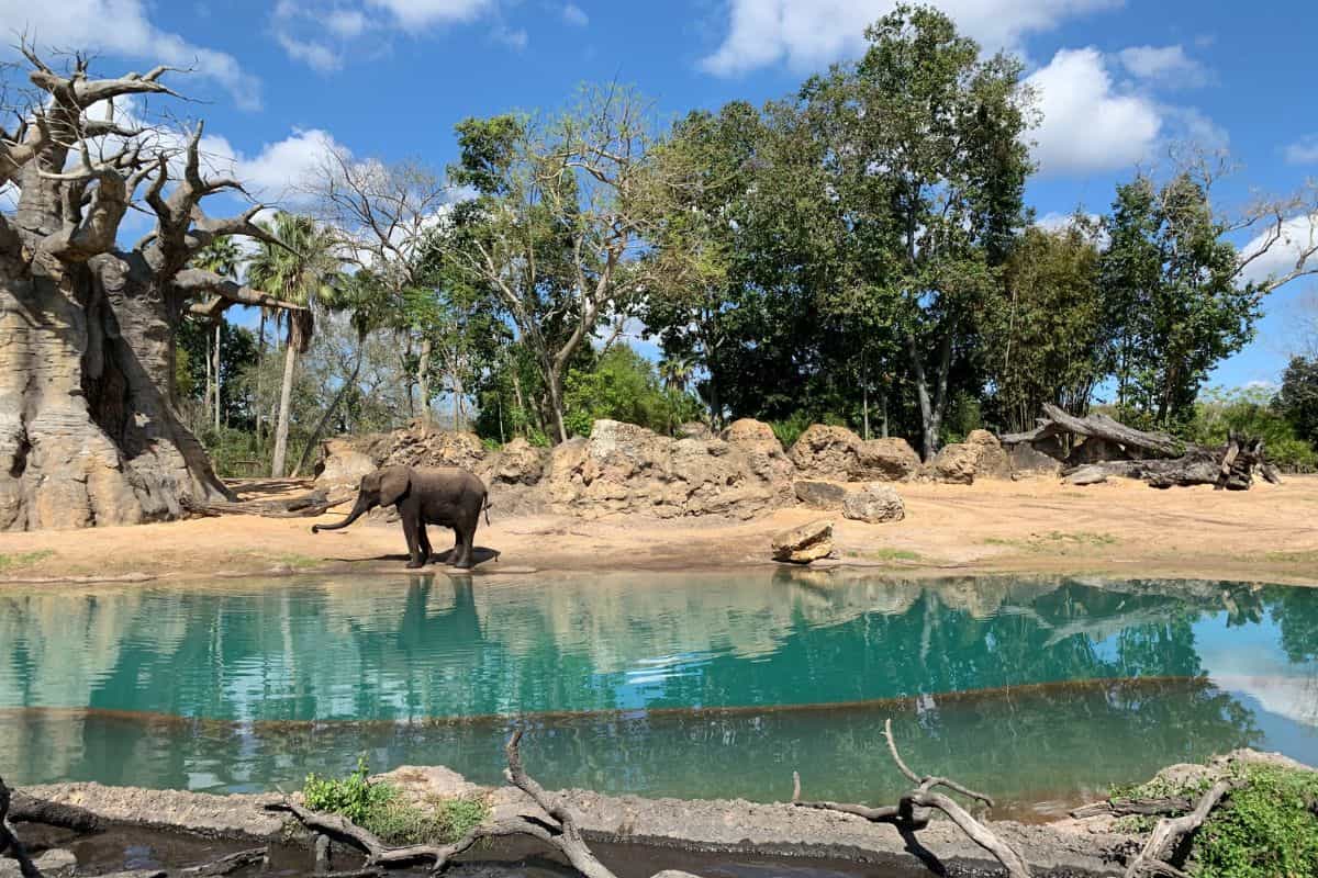 An elephant near a body of water at Disney's Animal Kingdom