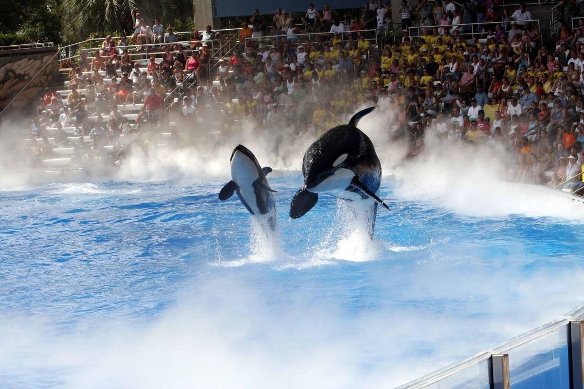 Two orcas or killer whales performing in front of a crowd at SeaWorld
