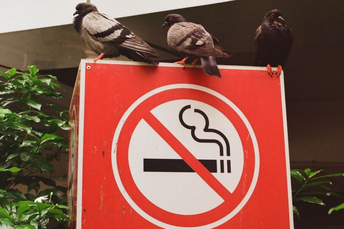 Three birds perched on top of a no smoking sign