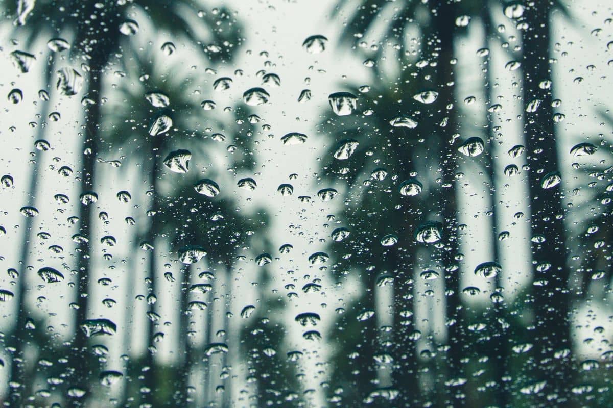 Silhouette of palm trees seen through a glass window with raindrops on it during a rainy day