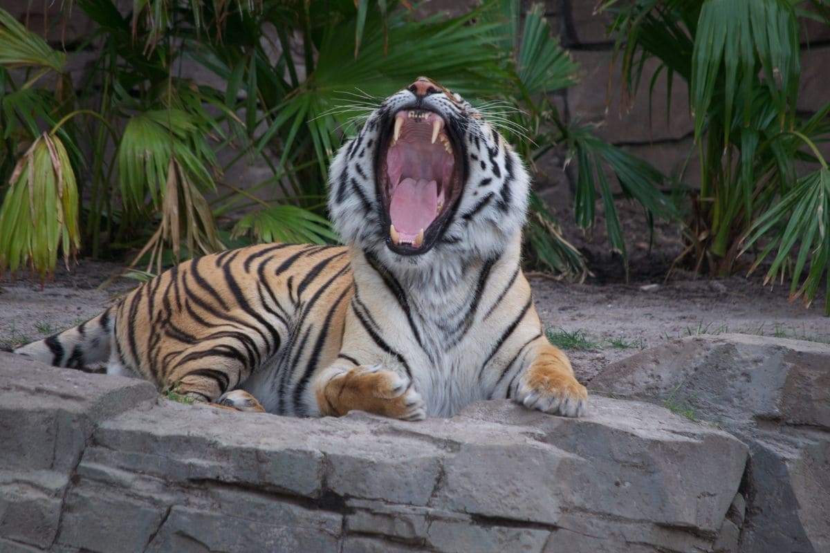 A tiger opening its mouth at Busch Gardens in Tampa Florida